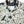 TOWNCRAFT -  PRINTED LOOP COLLAR SS SHIRT - DOLLAR
