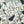 TOWNCRAFT -  PRINTED LOOP COLLAR SS SHIRT - DOLLAR