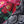 CHALLENGER - SASANQUA BANDANA - BLACK