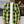 HOUSTON - VINTAGE BLOCK CHECK VIYELLA SHIRT - LIME GREEN