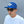 BRIXTON - LEAPER MP ALL MESH TRUCKER HAT - ROYAL