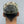 CYCLE ZOMBIES -  LOGO CAP  -  CAMOUFLAGE PATTERN